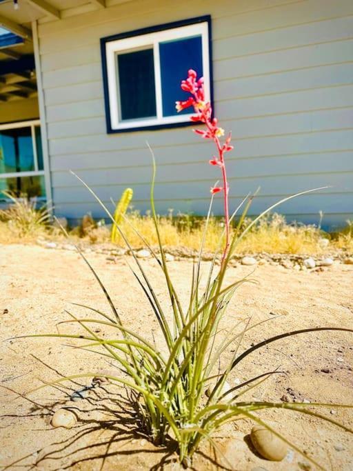 The Desert Monroe-Hot Tub-Firepit-Games-By Joshua Tree National Park 二十九棕榈村 外观 照片